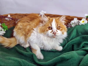 Котик Вільгельм