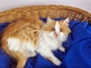 Котик Вільгельм