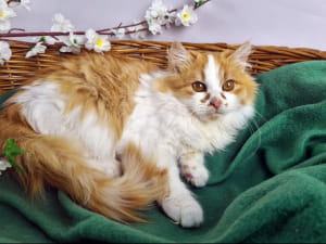 Котик Вільгельм