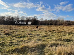 Верблюд на Харківщині