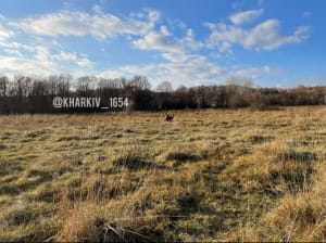 Верблюд на Харківщині