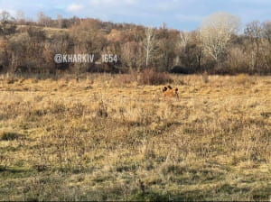 Верблюд на Харківщині