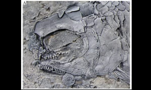 Скам'янілості Peltoperleidus