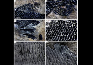 Скам'янілості Peltoperleidus