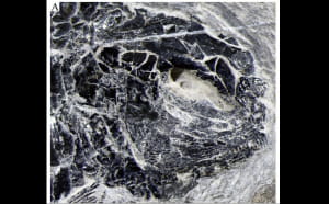 Скам'янілості Peltoperleidus