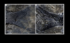 Скам'янілості Peltoperleidus