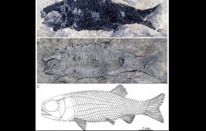 Скам'янілості Peltoperleidus