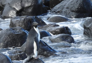 Пінгвін на прізвисько Пінг 