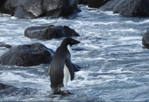 Пінгвін на прізвисько Пінг 