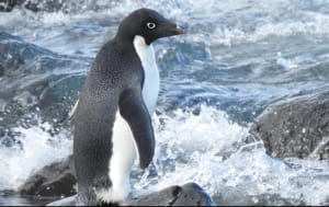 Пінгвін на прізвисько Пінг 