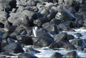 Пінгвін на прізвисько Пінг 
