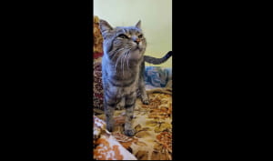 Кот по кличке Маркиз