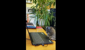 Кот по кличке Маркиз