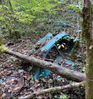 10 знахідок, які виявили люди під час прогулянки по лісу
