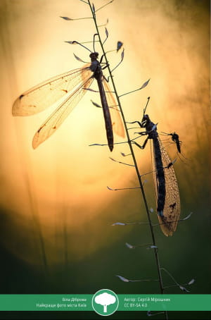 Учасник конкурсу "Вікі любить землю 2021"