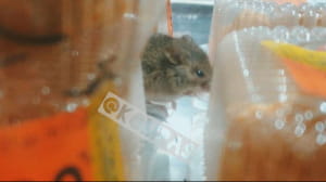 Миша в одеському супермаркеті