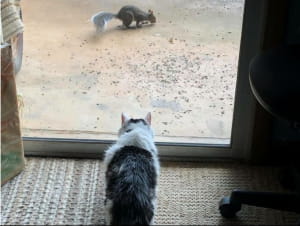 19-річний Газ