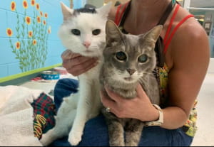 19-річний Газ