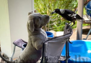 Пітбуль і сорока