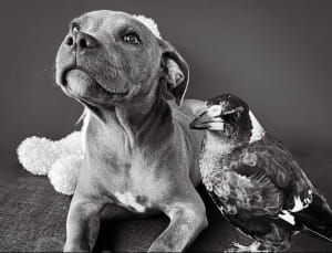 Пітбуль і сорока