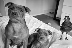 Пітбуль і сорока