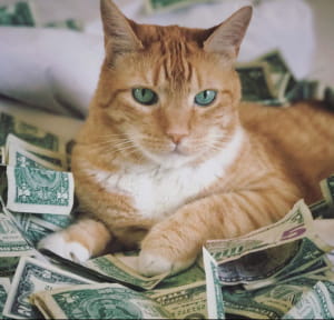 кошки, которые буквально купаются в деньгах