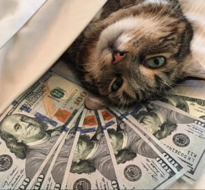 кошки, которые буквально купаются в деньгах