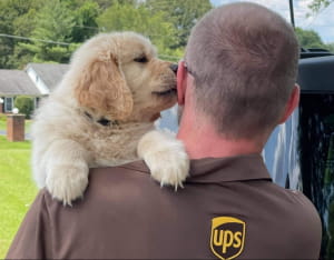 Поштарі та песики