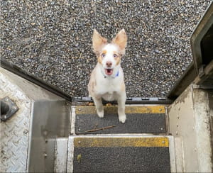 Поштарі та песики