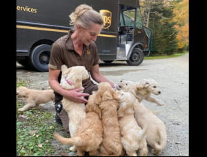 Поштарі та песики