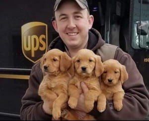 Поштарі та песики