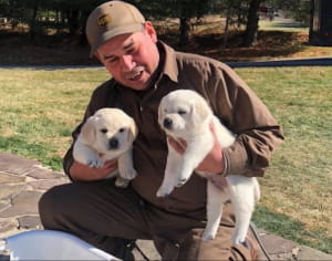 Поштарі та песики