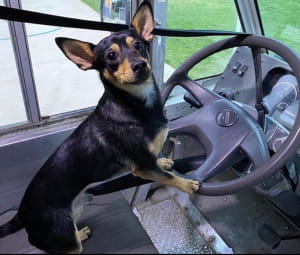 Поштарі та песики