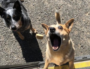 Поштарі та песики