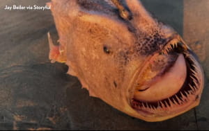 Риба у Каліфорнії