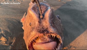 Риба у Каліфорнії