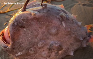 Риба у Каліфорнії