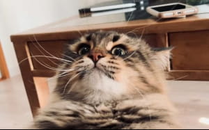Коты, чьи эмоции не повторит даже человек