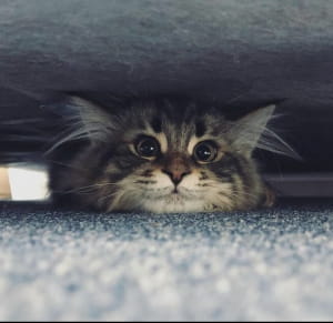 Коты, чьи эмоции не повторит даже человек