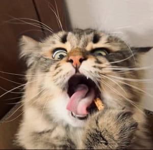 Коты, чьи эмоции не повторит даже человек