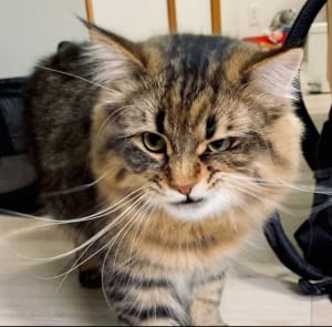 Коты, чьи эмоции не повторит даже человек