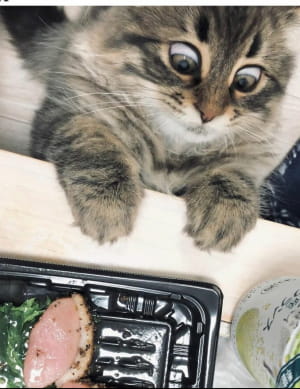 Коты, чьи эмоции не повторит даже человек