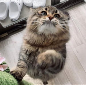 Коты, чьи эмоции не повторит даже человек