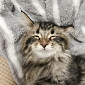 Коты, чьи эмоции не повторит даже человек