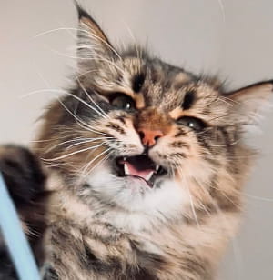 Коты, чьи эмоции не повторит даже человек