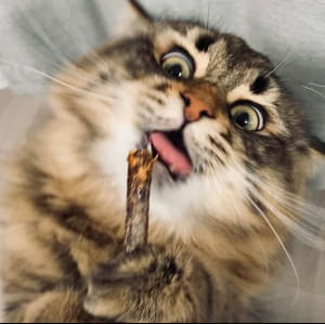 Коты, чьи эмоции не повторит даже человек