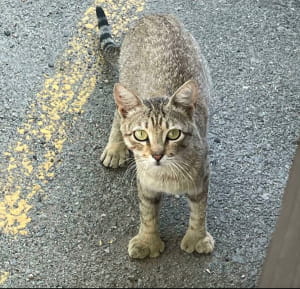 дивовижні явища природи, у які неможливо повірити