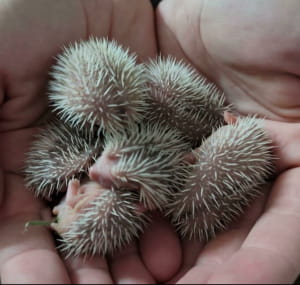 дивовижні явища природи, у які неможливо повірити