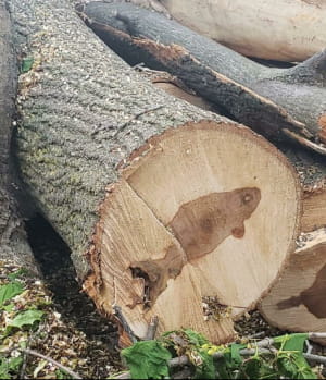 дивовижні явища природи, у які неможливо повірити