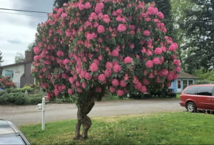 дивовижні явища природи, у які неможливо повірити